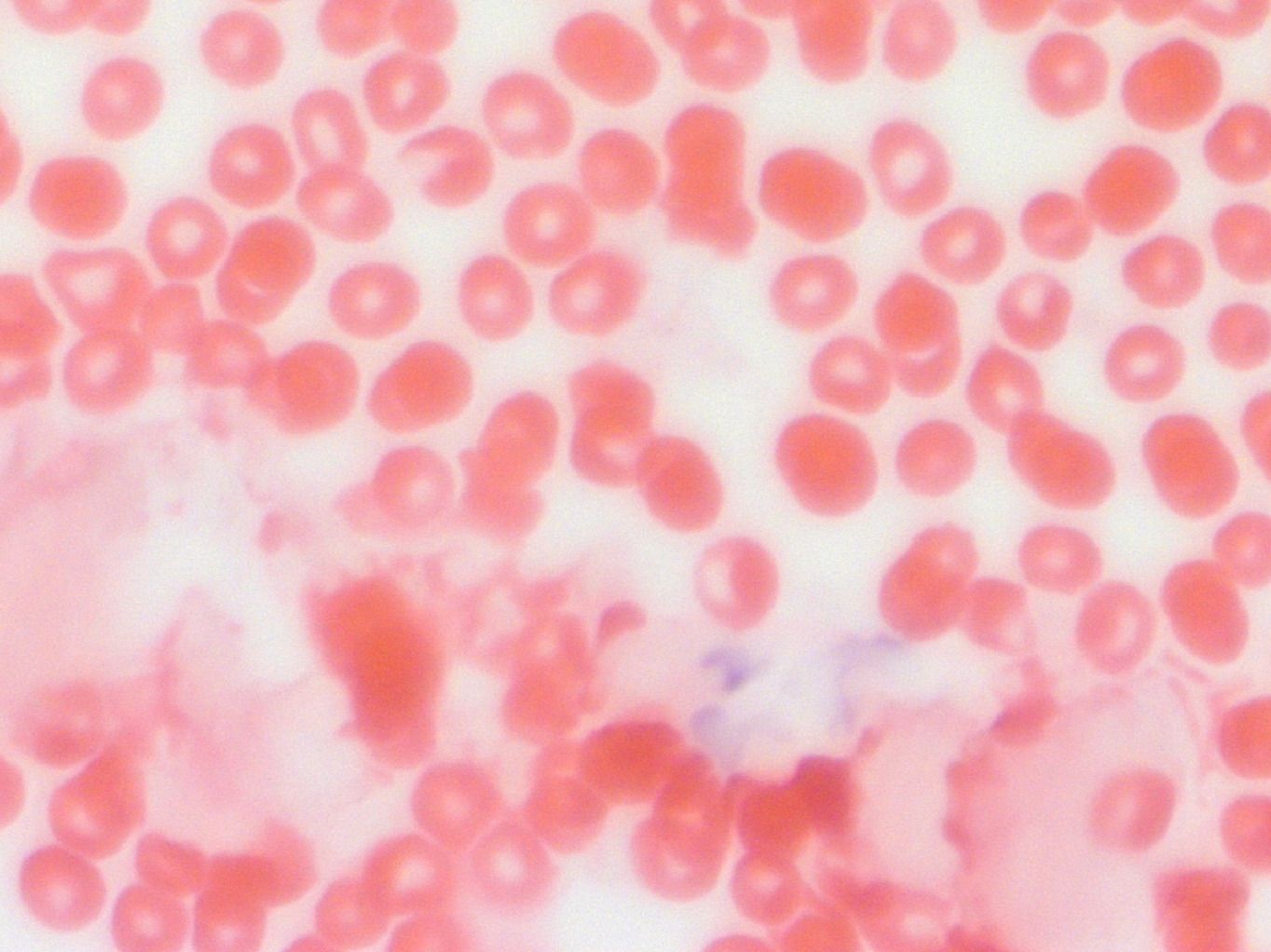 ������� 36 - ���������. ����� ����������� � ���������