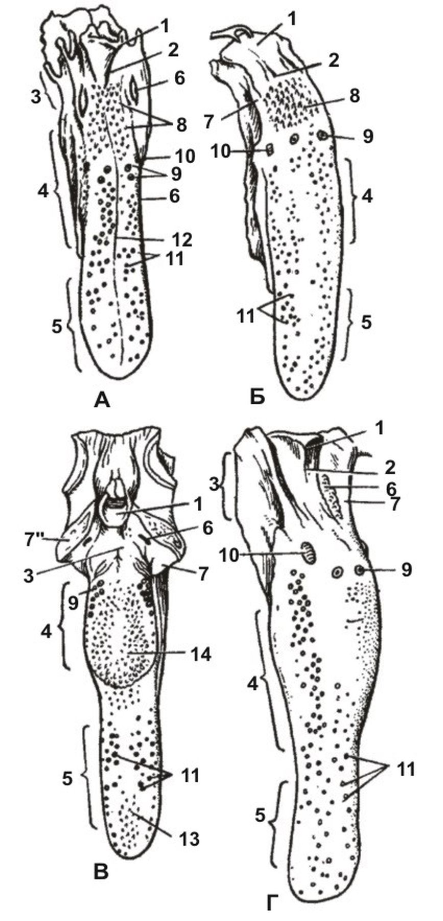 ������� 7 - ����