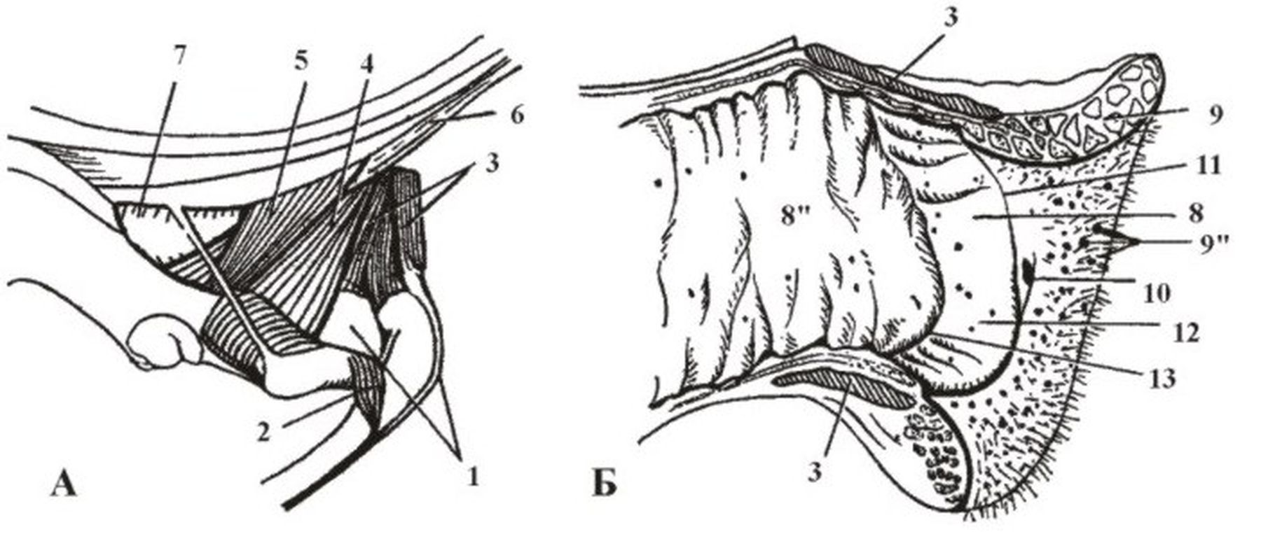 ������� 33 - ������ ����� � ����