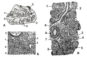 ������� 5 - �������� ������� ������