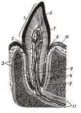 ������� 6 - �������� ������������������ ����