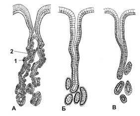 ������� 13 - ������ �������