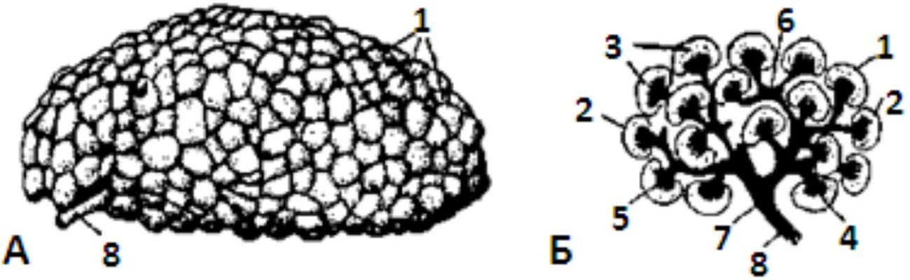 ���. 4.  ������������� ����� ��������