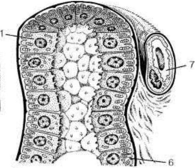 ���. 25�. ���������������������� �������� ����������� �������� �������