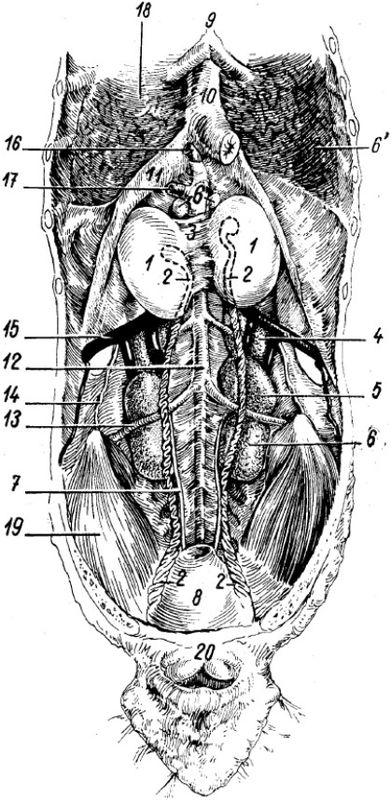 ���. 36. ������������ � ����� ��� ����� � ����