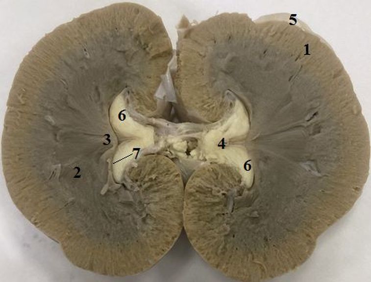 ���. 37. ����� ������