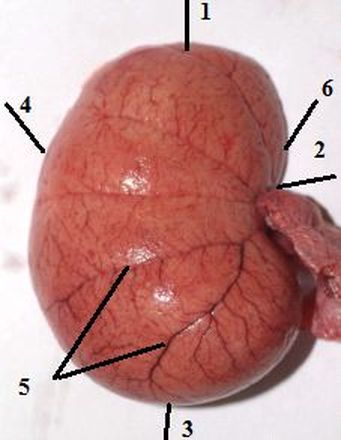 ���. 38. ����� �����