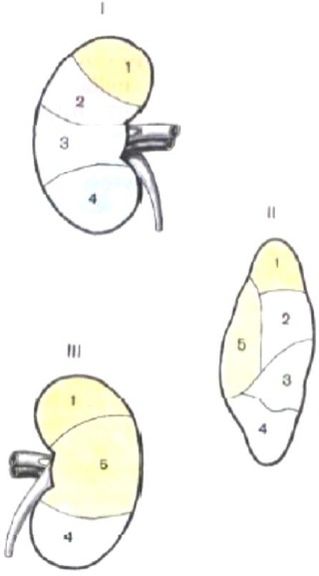 ���. 43. ����� �������� (�������� �����)