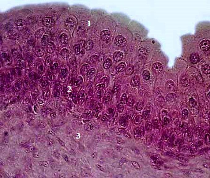 ���. 46. ���������� �������� ��������� �������� �������� ������