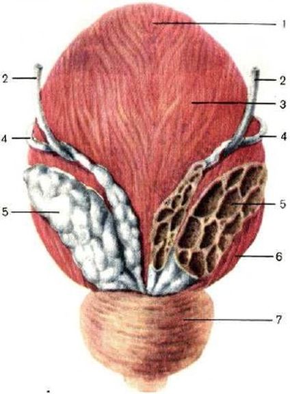 ���. 47. ������� ������ (��� �����)