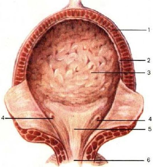 ���. 47. ������� ������ (��� �������)