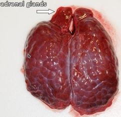 ���. 6. ������������� ����� � ������������ ������� ������ (���������� �����������)