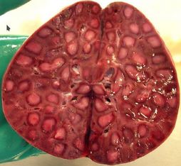 ���. 7. ������������� ����� �������� ��������������� ���� (���������� ������)