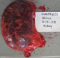 ���. 8. ������������� ����� ����� (���������� ������)