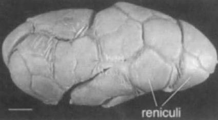 ���. 9a. ������������� ����� ����� ��� ��������� ��������