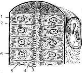 ���. 25�. ���������������������� �������� �������������� �������� �������