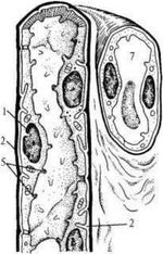 ���. 26�. ���������������������� �������� ������� �������� ����� �������