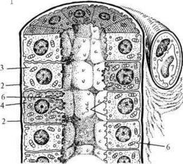 ���. 26�. ���������������������� �������� ������������� �������� �����