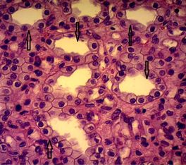 ���. 27. ������������� �������� � �������� ���� ����� ������������ �����