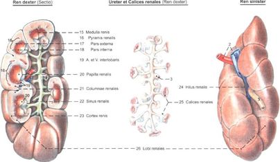 ���. 31. ����������� ����� �������� �������� �����