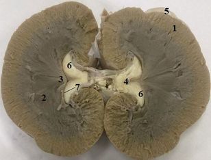 ���. 37. ����� ������