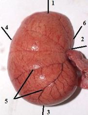 ���. 38. ����� �����