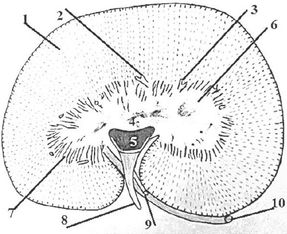 ���. 39. ����� ��������� �����