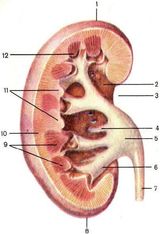 ���. 43. ����� �������� (���������� ������)