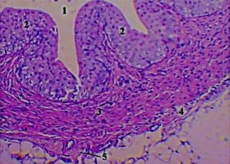 ���. 44. ���������� ������ �������