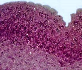 ���. 46. ���������� �������� ��������� �������� �������� ������