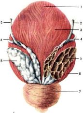 ���. 47. ������� ������ (��� �����)