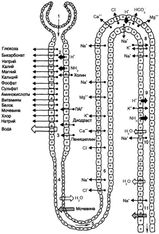 ���. 51. ����������� � �������� ������������ � �������������� � �������