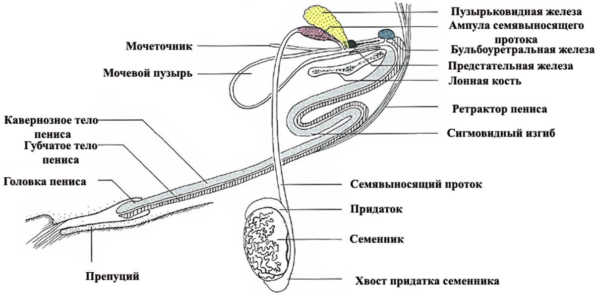 ������� ������� ����