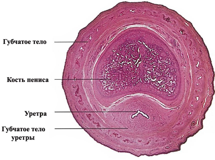 ���. 22. ������ ������� ������ ������
