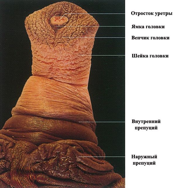 ���. 24. ������� ������ � �������� �������