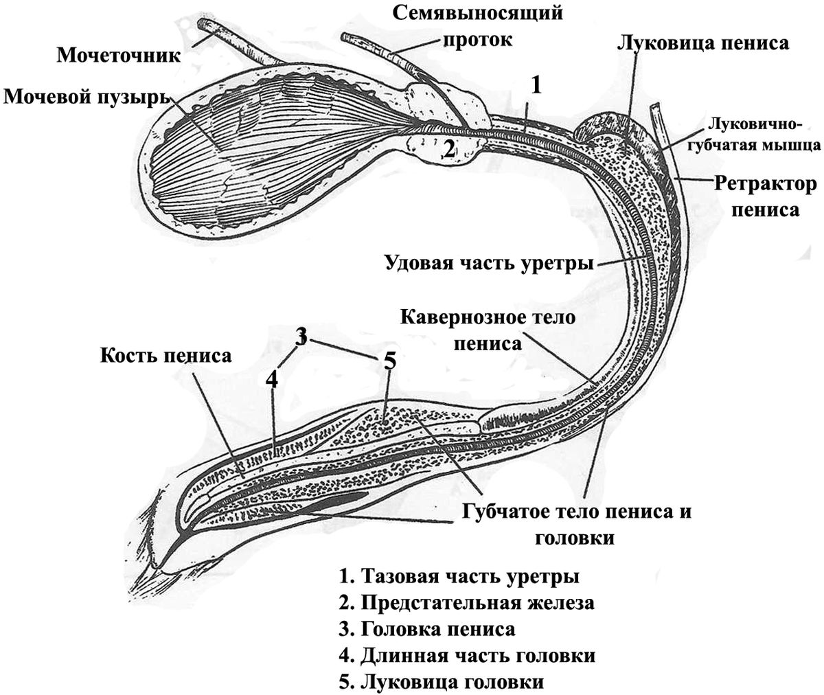 ���. 25. �������� ������ ������