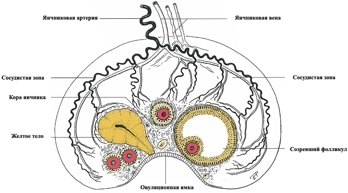 ���. 36. ����� �������� ������� ������