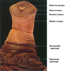 ���. 24. ������� ������ � �������� �������