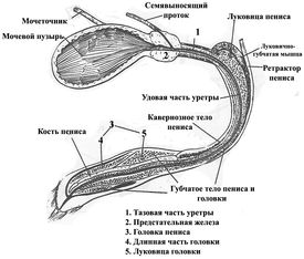 ���. 25. �������� ������ ������