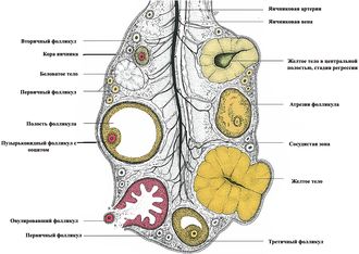 ���. 35. ����� �������� ������� ������