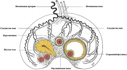 ���. 36. ����� �������� ������� ������