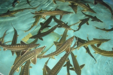 ��������� ������������ �� ��������� �������������� � �������������