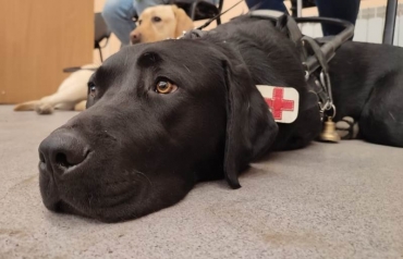 В Новосибирском ГАУ прошел День собаки-проводника