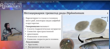 ������� ������ ���� �������� � �������� �� VII ������������� ����������� ������������ ��������� ������ ����������� � �������������.