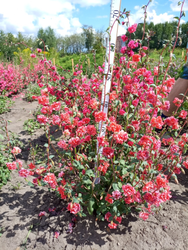 ������ �������������� ��� ������� ������ �� ������� ����������� ��������� ����������� � ������������ �������� ��������� ������������ �������� ���� Clarkia Pursh�