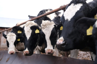 ������ � ������� ���������� �������������� ������ ���������� ����� ������������� �������, ���������� �� �������� ������ ���������� ��������� ��������������� �����