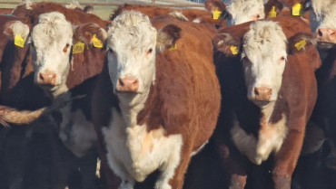 ������ �������������� ��� ����������� ���������������� ��� �����