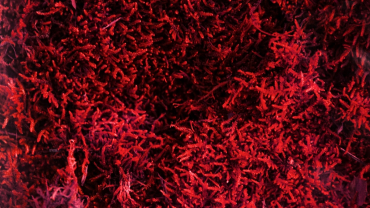 � ������������� ��� ���������� ��������� �������� ���� ���������� ������������