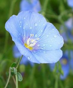 Выставка «Технологии возделывания льна-долгунца в Сибири»