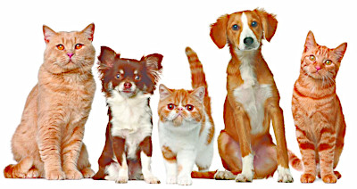 ����� ��������� ������������ �� ����: ������������� � ������� ����������� ������ �������� ���������